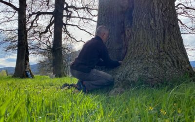 Refuge initiatique avec les arbres et la forêt