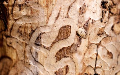 Le bain de forêt saisonnier