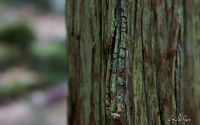 Connaissance des arbres