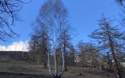 Rencontre avec le bouleau