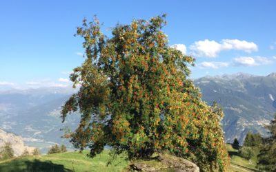 La médecine du Sorbier des oiseleurs