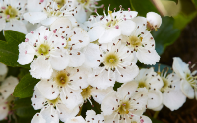 Yoga et plantes 16 avril 2026