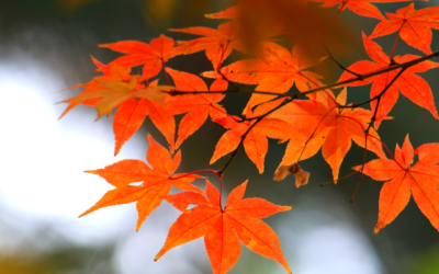 Yoga et plantes octobre 2026